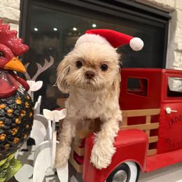 Edith - Shih Tzu