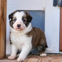 Orzo - Saddleback sable female Border Collie puppy in Lodi, California from R3 Sport Dogs (R3 Goldens/ R3 Border Collies)