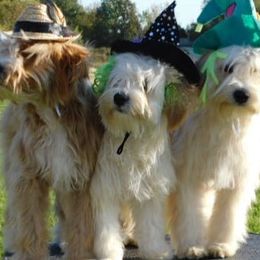 Tibetan Terriers from Dscho Utra Tibetans