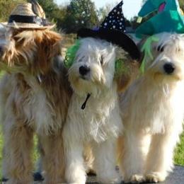 Tibetan Terriers from Dscho Utra Tibetans