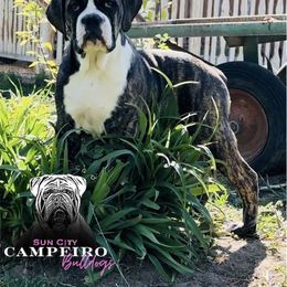 Girl 1 - Brindle Bulldog puppy in Washington from Sun City Campeiro Bulldogs