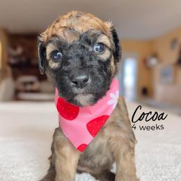 Cocoa - Wheaten female Whoodle puppy in Knoxville, Tennessee from Fleury Farm Doodles TN