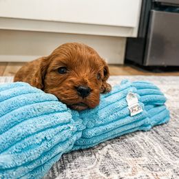 Brooke - Red female Cavapoo puppy in Beresford, South Dakota from DAKOTA DOOD RANCH