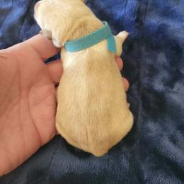 Light Blue collar - Wheaten male Scottish Terrier puppy in Carson City, Nevada from McCulley's Battle Born Scotties