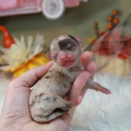 Chihuahua Puppies from Fiddlefigg Chihuahuas