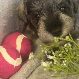 Purple Ribbon Girl - Salt and pepper female Miniature Schnauzer puppy in Floyd, Virginia from Little River Puppies
