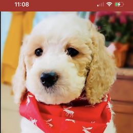 Goldendoodle Puppies from Sunrise Doodles