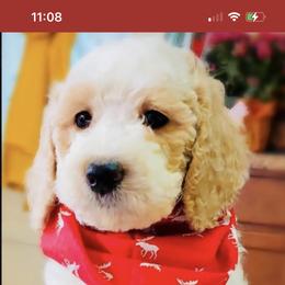 Goldendoodle Puppies from Sunrise Doodles