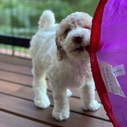 Australian Labradoodle Puppies from Rainier Labradoodles