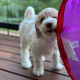 Australian Labradoodle Puppies from Rainier Labradoodles