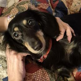 Heidi - Dachshund