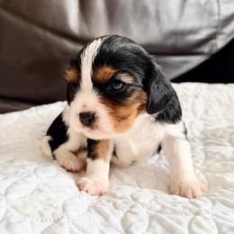 Olive - Tri-color female Cavalier King Charles Spaniel puppy in De Soto, Missouri from Blooming Cavaliers