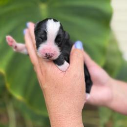 Mary Ann - Black and white female Bernedoodle puppy in Russellville, Arkansas from Crossgate Doodles