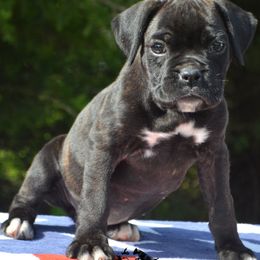 Boxer Puppies from Lieben Boxers