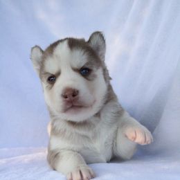 Jenny - Red and white female Siberian Husky puppy in Warwick, Rhode Island from Young Orchard Siberians