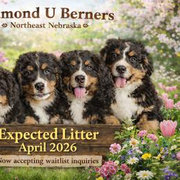 Bernese Mountain Dog puppies from Diamond U Berners