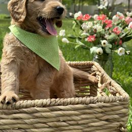 Goldendoodle Puppies from Muddy Acre Pups