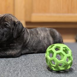 Boerboel Puppies from Askuwheto Boerboels