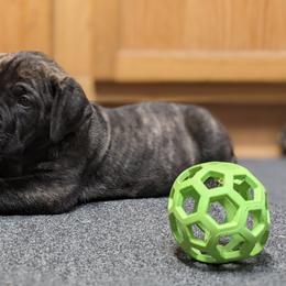 Boerboel Puppies from Askuwheto Boerboels