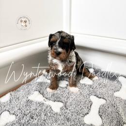Ember - Ms. Yellow - Merle female Bernedoodle puppy in Tomball, Texas from Wynterwood Doodles
