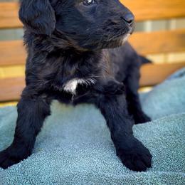 Bernedoodle and Siberian Husky Puppies from Timberline Paws