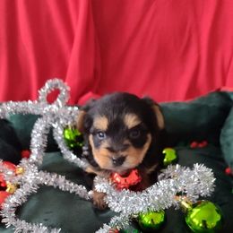 Girl 1 - Black and gold female Yorkshire Terrier puppy in St. Louis, Missouri from Yorkieville Kennel