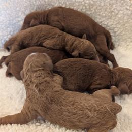 Girl 2 - Red  female Poodle puppy in Silverton, Oregon from Rambler Goldens