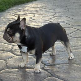 Ozzy - French Bulldog