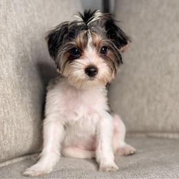 Button - Chocolate, tan and white female Yorkshire Terrier puppy in Jacksonville, Florida from Yorktown Yorkies