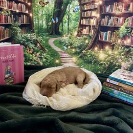 Matilda - Apricot female Goldendoodle puppy in Rocklin, California from FurEver Yours Goldendoodles