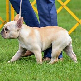 Tesla - French Bulldog