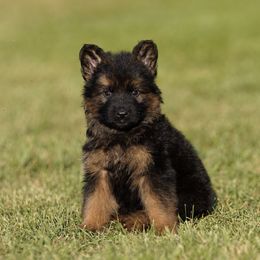 Red Ribbon - Black and red male German Shepherd puppy in Howard City, Michigan from Sherman's Shepherds