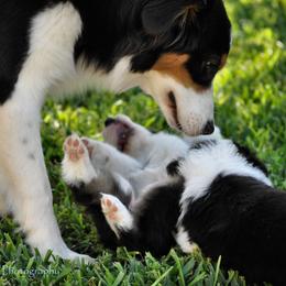 Australian Shepherd Puppies from Dovehawk Australian Shepherds