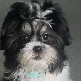 Mal-Shis, Maltese, and Shih Tzus from Big Island Shih Tzu Maltese