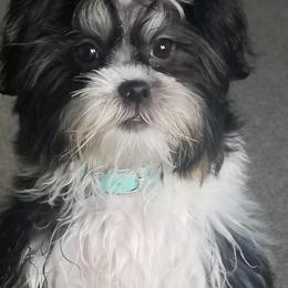 Mal-Shis, Maltese, and Shih Tzus from Big Island Shih Tzu Maltese