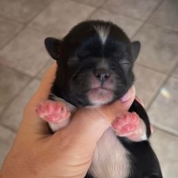 Shih Tzus from Shih Tzu Love