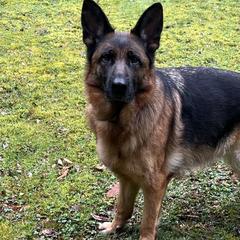 Mandy - German Shepherd