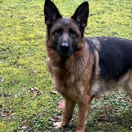 Mandy - German Shepherd