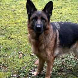 Mandy - German Shepherd