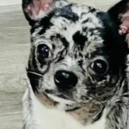 Chihuahuas from Chihuahua casa