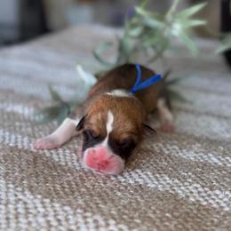 Muffin - Sable and white male American Corgi puppy in Moreno Valley, California from House of Paws & Co.