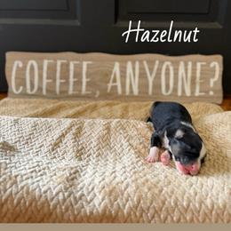 Hazelnut - Black tri-color female Australian Shepherd puppy in Spartanburg, South Carolina from Hub City Aussies