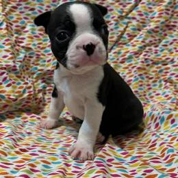 Carson - Black brindle and white male Boston Terrier puppy in Fillmore, Illinois from Wind Hill Puppies