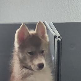 Native American Indian Dog Puppies from Corn Moon Kennels: a member of the Native American Indian Dog Preservation Project