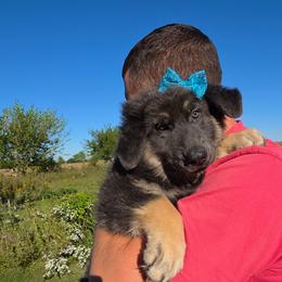 Yogurt - Blue female German Shepherd puppy in Fort Jennings, Ohio from Von Holtzapple German shepherds