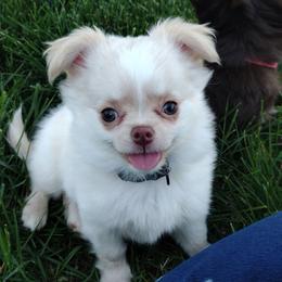 Leprechaun - Cream and white male Chihuahua puppy in Dandridge, Tennessee from The Z Spot Exotics