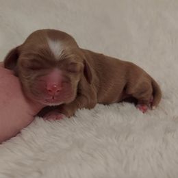 Girl 4 - Cocker Spaniel puppy in Kountze, Texas from Southeast Texas Cocker Spaniels