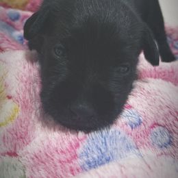 Miniature Schnauzer Puppies from Miniature Schnauzer Paradise llc