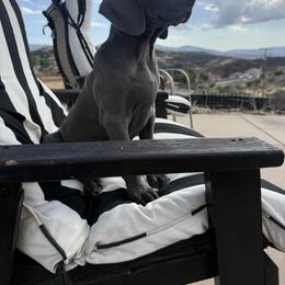 Weimaraner Puppies from Kennedy Weimaraners