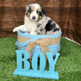 Boy 4 - Blue merle male Australian Shepherd puppy in Crystal River, Florida from Copper Top Aussies